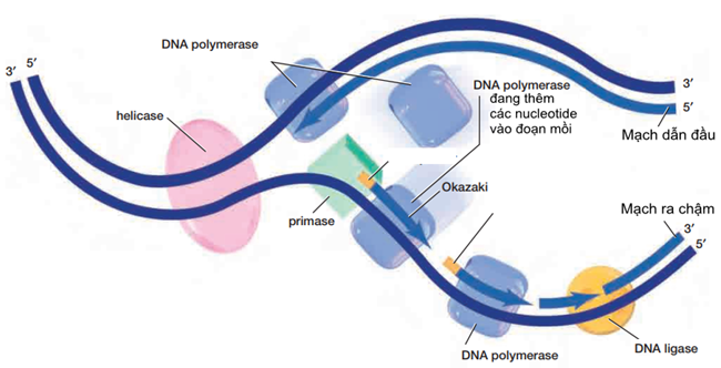 Bước 1: Phân tử ADN mẹ tháo xoắn:  Nhờ các enzyme tháo xoắn (helicase), 2 mạch đơn của phân tử ADN mẹ tách nhau dần tạo nên chạc chữ Y và để lộ ra 2 mạch khuôn, trong đó một mạch có đầu 3’, còn mạch kia có đầu 5’. (ảnh 1)