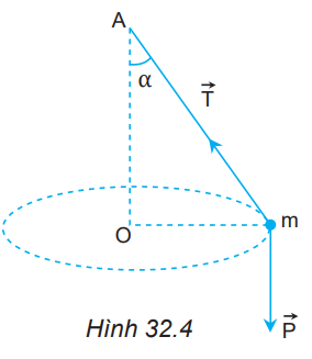 Vẽ hợp lực của lực căng dây T  và trọng lực P , từ đó xác định lực hướng tâm trong Hình 32.4.   (ảnh 1)