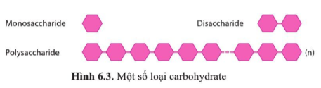 Dựa vào hình 6.3: a) Cho biết các loại carbohydrate được phân loại dựa trên tiêu chí nào?  b) Kể tên các loại carbohydrate, nêu số lượng gốc đường (đơn phân) và cho ví dụ về mỗi loại carbohydrate mà em biết.   (ảnh 1)