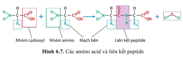 Dựa vào hình 6.7, nêu các nguyên tố chính cấu tạo nên phân tử amino acid.   (ảnh 1)