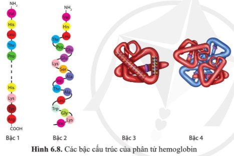 Phân biệt các bậc cấu trúc của phân tử hemoglobin. Bậc cấu trúc nào của phân tử protein đóng vai trò quyết định các bậc cấu trúc còn lại?  (ảnh 1)