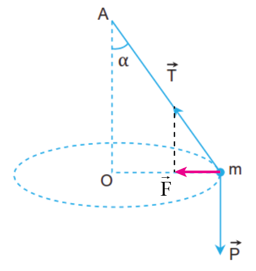 Vẽ hợp lực của lực căng dây T  và trọng lực P , từ đó xác định lực hướng tâm trong Hình 32.4.   (ảnh 2)