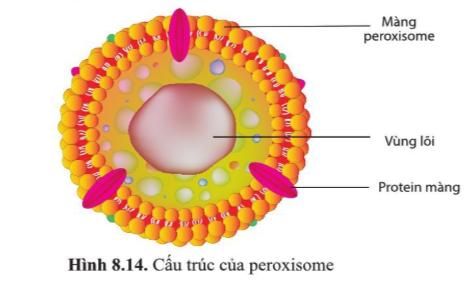 Quan sát hình 8.14, mô tả cấu tạo peroxisome.   (ảnh 1)
