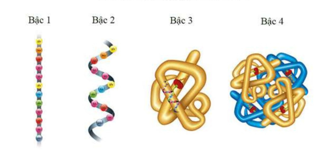 Khi thực hiện chức năng, protein có cấu trúc bậc mấy? (ảnh 1)