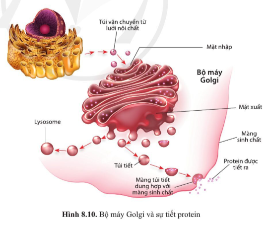 Dựa vào hình 8.10, mô tả con đường tiết enzyme ở tế bào tuyến tụy.   (ảnh 1)