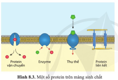 Quan sát hình 8.3 và nêu chức năng chính của protein trên màng sinh chất.   (ảnh 1)