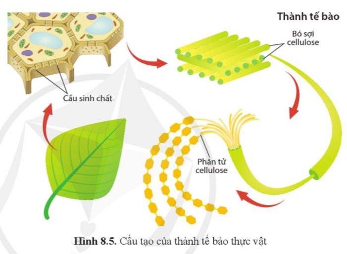 Quan sát hình 8.5 và mô tả cách sắp xếp các phân tử cellulose trong thành tế bào thực vật.    (ảnh 1)