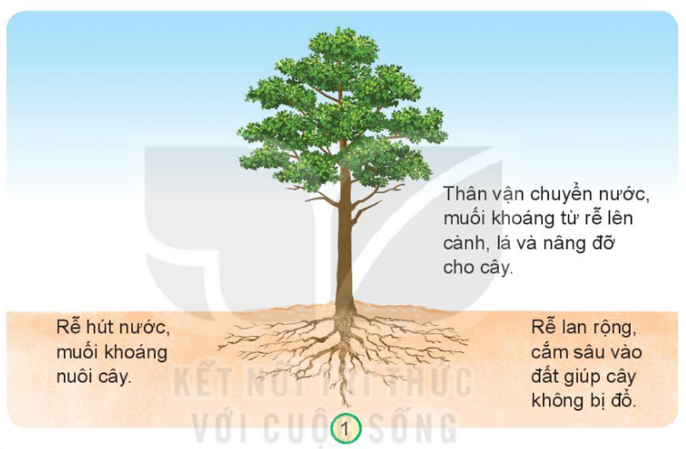 Quan sát hình 1, chỉ và nói về chức năng của rễ, thân đối với cây. (ảnh 1)