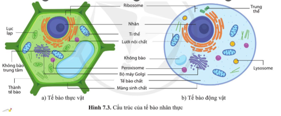 Quan sát các hình 7.2 và 7.3, nêu những thành phần cấu tạo giống nhau giữa tế bào nhân sơ và tế bào nhân thực.     (ảnh 2)