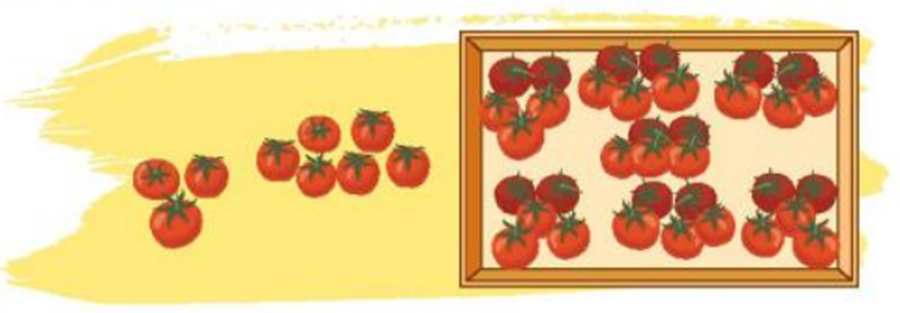Có tất cả bao nhiêu quả cà chua? (ảnh 1)