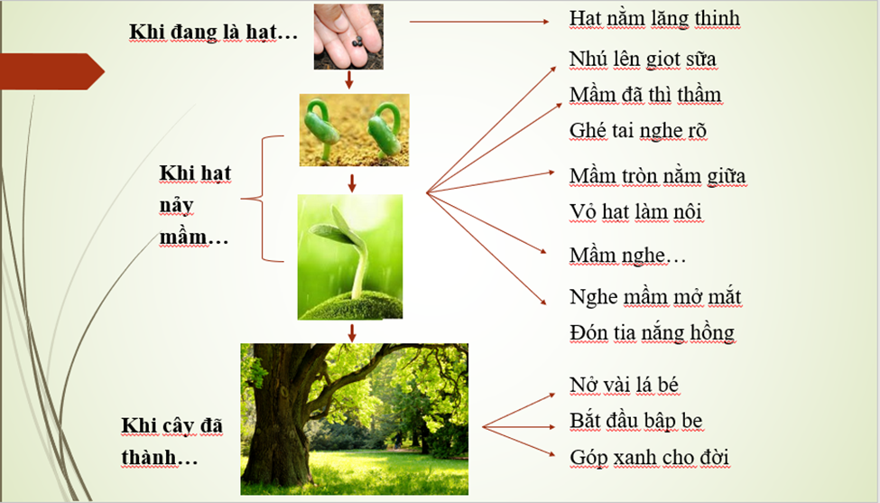 Tìm một số hình ảnh, từ ngữ đặc sắc mà tác giả đã sử dụng trong bài thơ để miêu tả quá trình từ hạt thành cây và thể hiện quá trình đó bằng sơ đồ.  (ảnh 1)