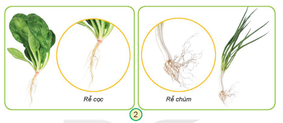 Quan sát hình 2 và nhận xét đặc điểm của rễ cọc, rễ chùm. (ảnh 1)