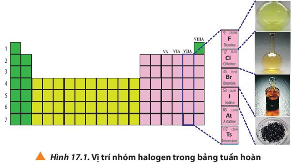Quan sát Hình 17.1, cho biết vị trí nhóm halogen trong bảng tuần hoàn. (ảnh 1)