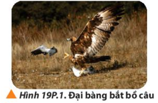Trong không trung, một con chim đại bàng nặng 1,8 kg bay đến bắt một con chim bồ câu nặng 0,65 kg đang bay cùng chiều với tốc độ 7 m/s. Biết tốc độ của chim đại bàng ngay trước khi bắt được bồ câu là 18 m/s (Hình 19P.1). Hãy tính tốc độ của chúng ngay sau khi chim đại bàng bắt được bồ câu. (ảnh 1)