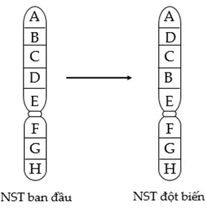 Hình vẽ sau mô tả một dạng đột biến cấu trúc nhiễm sắc thể (NST), nhận định  (ảnh 1)