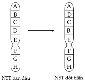 Hình vẽ sau mô tả một dạng đột biến cấu trúc nhiễm sắc thể (NST), nhận định  (ảnh 2)