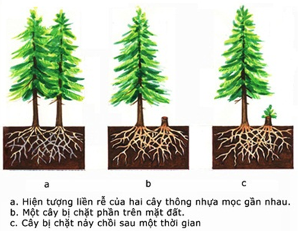 Hiện tượng liền rễ ở cây thông nhựa là ví dụ minh họa cho mối quan hệ  (ảnh 1)