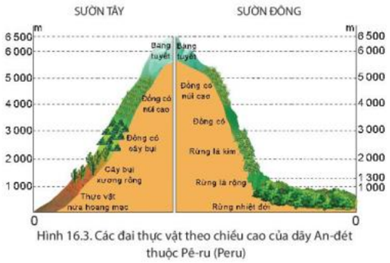 Quan sát hình 16.3 và thông tin trong bài, em hãy trình bày sự phân hóa (ảnh 1)