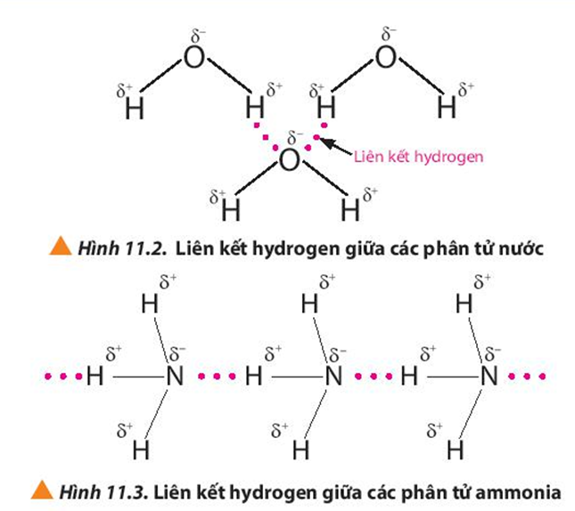 Quan sát các Hình 11.2 và 11.3, em hiểu thế nào là liên kết hydrogen giữa các phân tử (ảnh 1)