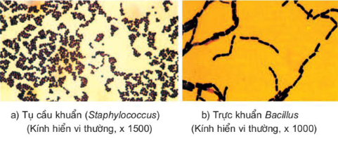 Vẽ và mô tả tóm tắt hình dạng các loại vi khuẩn em đã quan sát được. Viết báo cáo thực hành theo gợi ý ở bài 6.   (ảnh 3)