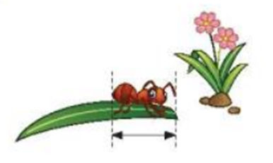 Chiều dài con kiến này lớn hơn, bé hơn hay bằng 1 cm? (ảnh 1)