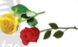 Mùa hoa năm nay, bà Tư thu hoạch được 5193 bông hồng đỏ và 3463  (ảnh 1)
