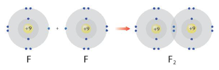 Hình 8.1 giải thích sự hình thành phân tử hydrogen (H2) và fluorine  (ảnh 3)