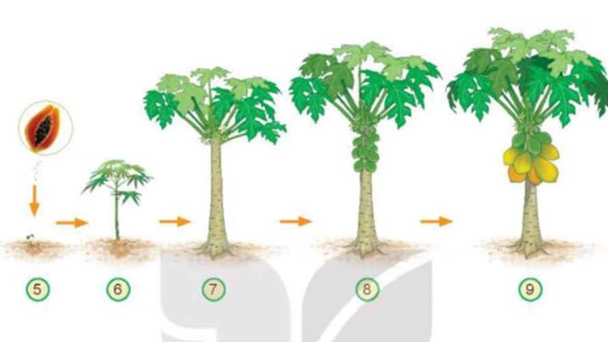 Quan sát từ hình 5 đến hình 9 và mô tả quá trình phát triển của cây đu đủ. (ảnh 1)