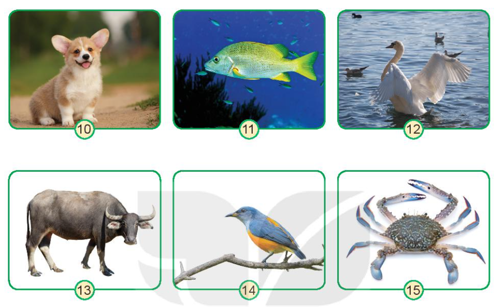 Hãy phân loại những con vật trong hình dưới đây dựa vào: - Cơ quan di chuyển. - Lớp bao phủ bên ngoài. (ảnh 1)
