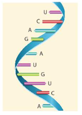 Có nhiều nhất bao nhiêu đoạn phân tử RNA khác nhau chứa 4 phân tử nucleotide (ảnh 1)