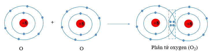  Khi hình thành liên kết hóa học trong phân tử O2, nguyên tử oxygen góp chung bao nhiêu electron theo quy tắc octet? A. 1; B. 2; C. 3; D. 4. (ảnh 1)