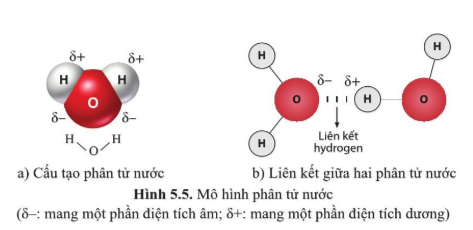 Quan sát hình 5.5 và cho biết tên các nguyên tử và liên kết hóa học trong phân tử nước.    (ảnh 1)