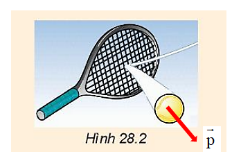 a) Nêu định nghĩa và đơn vị của động lượng. b) Vẽ vectơ động lượng của một quả bóng tennis vừa bật khỏi mặt vợt (Hình 28.2).   (ảnh 2)