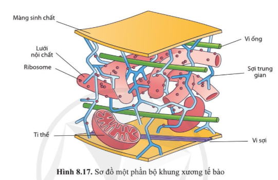 Quan sát hình 8.17, nêu các thành phần cấu tạo của bộ khung tế bào và chức năng của chúng.   (ảnh 1)