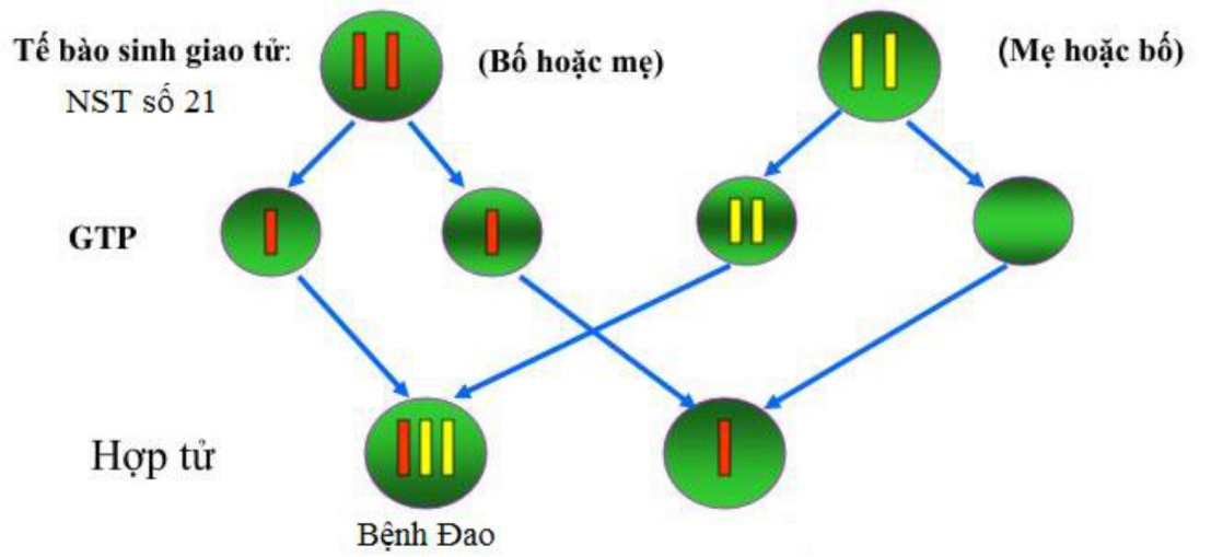 7. Tư Vấn Di Truyền và Phòng Ngừa Bệnh Đao