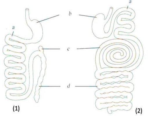 Hình vẽ sau đây mô tả cấu tạo dạ dày đơn và ruột của 2 nhóm động vật: thú ăn thịt và thú ăn cỏ (ảnh 1)