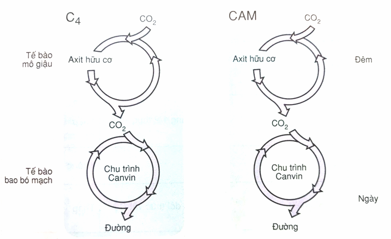 Sự khác nhau giữa con đường CAM và con đường C4 là: (ảnh 1)