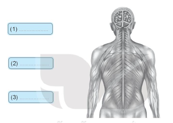 Hãy viết tên các bộ phận của cơ quan thần kinh vào ô chữ và nối vào các bộ phận  (ảnh 1)
