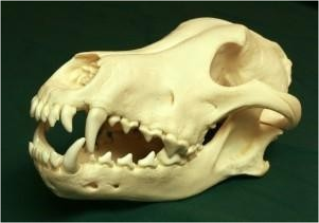 Sau đây là cấu tạo răng và xương xọ của một loài thú. Có bao nhiêu nhận định sau đây đúng? (ảnh 1)