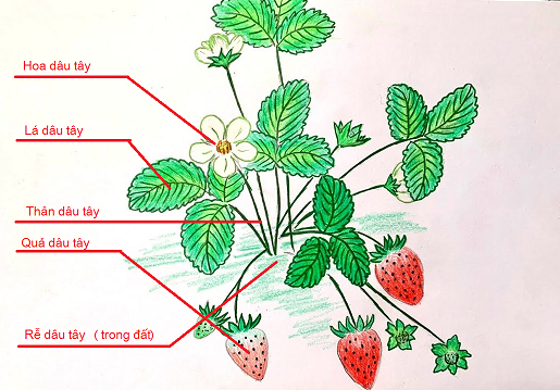 Vẽ, dán hình ảnh 1 lá cây, 1 quả và viết chú thích cho các bộ phận của chúng vào khung  (ảnh 2)