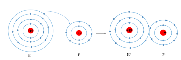 Số electron ở lớp ngoài cùng của nguyên tử K và F lần lượt là 1 và 7. (ảnh 1)