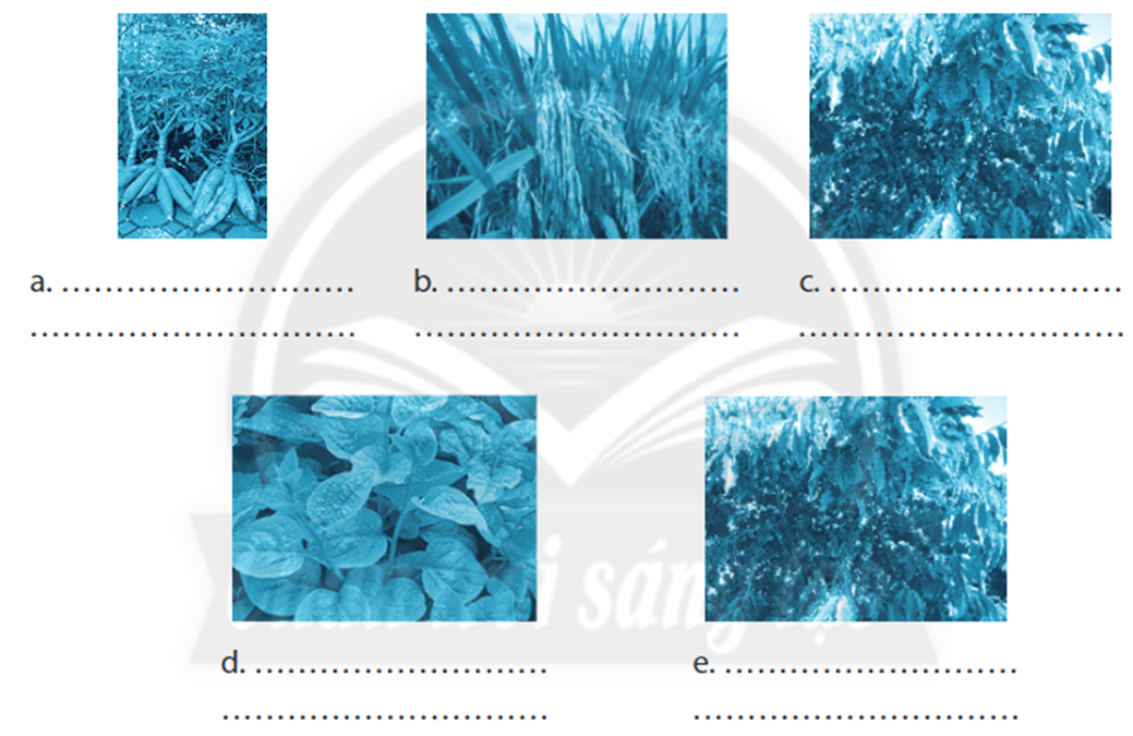 Quan sát các hình ảnh và điền tên nhóm cây trồng tương ứng với mỗi hình (ảnh 1)