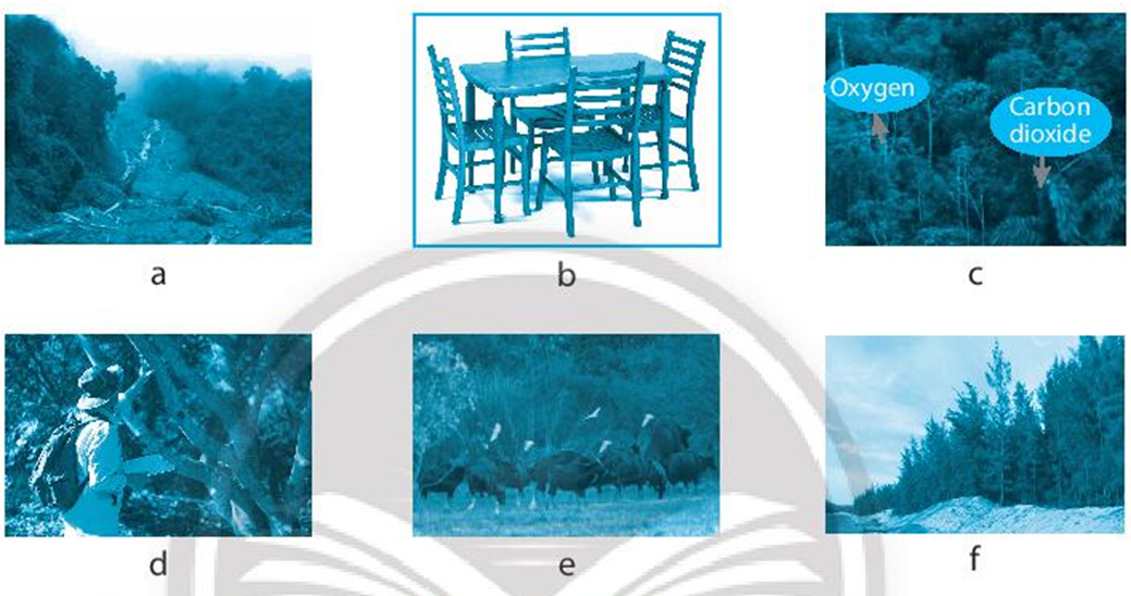 Quan sát các hình ảnh sau đây và nêu vai trò của rừng được thể hiện trong mỗi hình (ảnh 1)