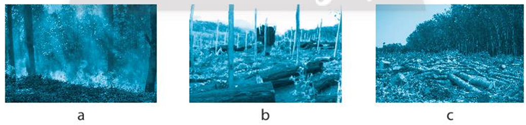 Nối các hình (cột A) với nguyên nhân có thể làm mất rừng (cột B) sao cho phù hợp. (ảnh 1)