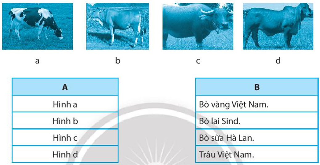 Nối hình ảnh (cột A) với tên của gia súc ăn cỏ (cột B) cho phù hợp. (ảnh 1)