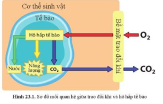 Quan sát hình 23.1, mô tả sự trao đổi khí ở sinh vật. (ảnh 1)