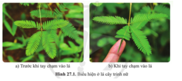 Em có nhận xét gì khi quan sát lá cây trinh nữ ở hình 27.1a và hình 27.1b? (ảnh 1)