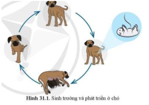 Quan sát hình 31.1, cho biết dấu hiệu nhận biết sự sinh trưởng và phát triển ở chó. (ảnh 1)