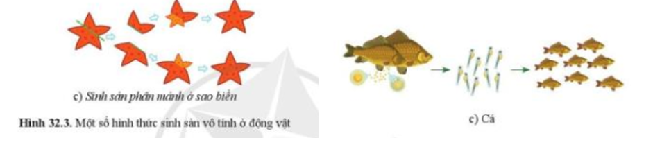 Quan sát hình 32.1d và 32.3c, nêu sự khác nhau về hình thức sinh sản ở cá và sao biển. (ảnh 1)