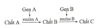 Sơ đồ sau đây mô tả con đường chuyển hóa từ chất A thành chất C (ảnh 1)